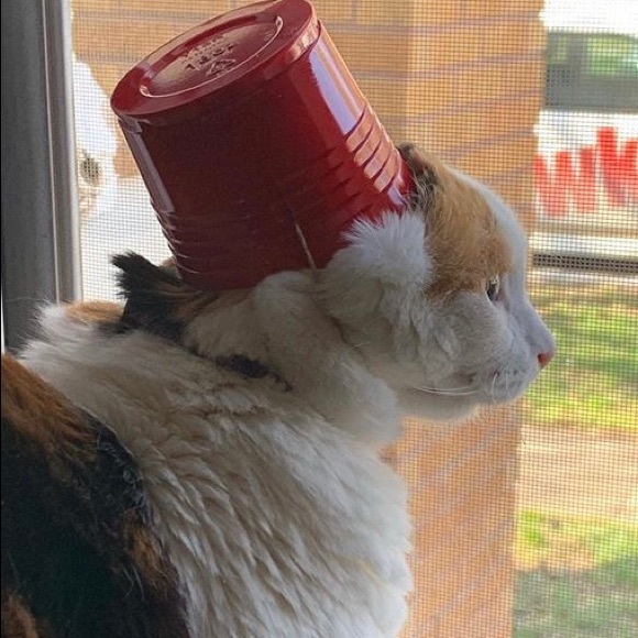 Meet your Posher, S. - Picture 4 of 4